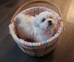 Small #1 Bichon Frise
