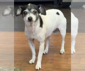 Chiweenie Dogs for adoption in Pittsburg, CA, USA