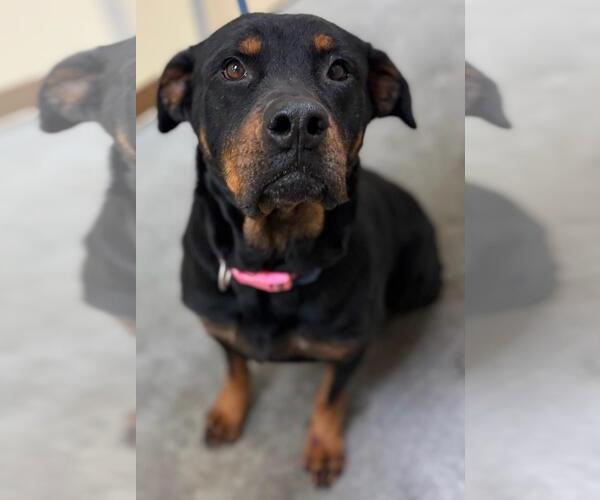 Medium Photo #2 Rottweiler Puppy For Sale in Texas City, TX, USA