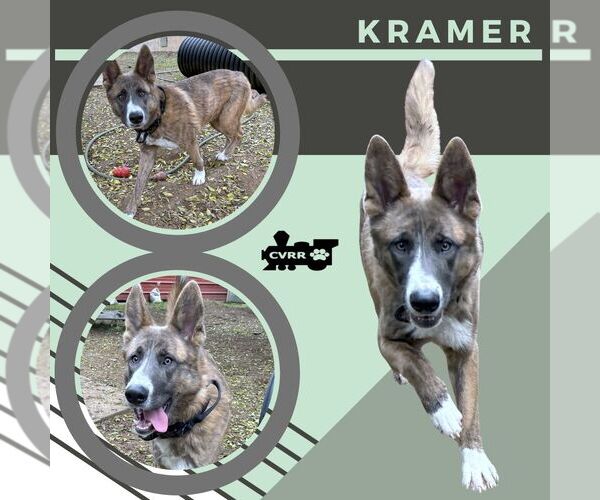 Medium Photo #1 Mutt Puppy For Sale in Lindsay, CA, USA