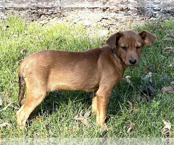 Medium Photo #4 Mutt Puppy For Sale in Yardley, PA, USA