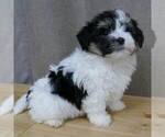 Small Photo #5 Havanese Puppy For Sale in THREE RIVERS, MI, USA