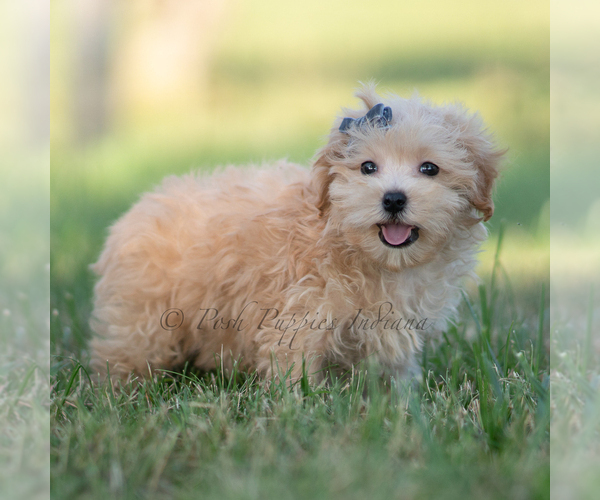 Medium Photo #58 Maltipoo (Miniature) Puppy For Sale in WARSAW, IN, USA