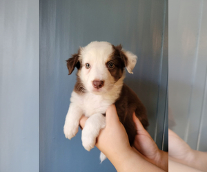 Border-Aussie Puppy for sale in ORLANDO, FL, USA