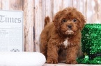 Small Golden Retriever-Poodle (Toy) Mix