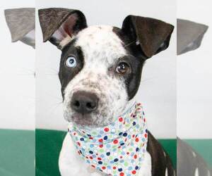 Labrador Retriever-Unknown Mix Dogs for adoption in Kennesaw, GA, USA