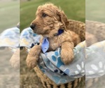 Small #1 Goldendoodle