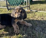 Small Photo #1 Bloodhound Puppy For Sale in SWEET HOME, OR, USA