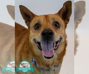Unknown-pomeranian spitz Mix Dogs for adoption in Kennesaw, GA, USA