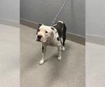 Small Mutt