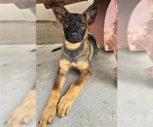 Medium Photo #1 German Shepherd Dog-Unknown Mix Puppy For Sale in Santa Cruz, CA, USA