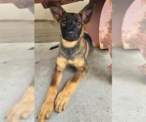 German Shepherd Dog-Unknown Mix Dogs for adoption in Santa Cruz, CA, USA