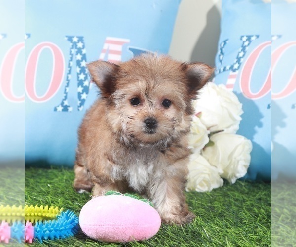 Medium Photo #1 Havashire Puppy For Sale in MOUNT VERNON, OH, USA