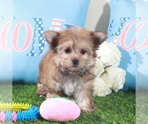 Havashire Puppy for sale in MOUNT VERNON, OH, USA