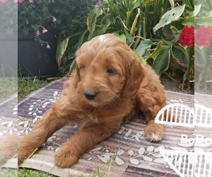Goldendoodle (Miniature) Puppy for sale in ARTHUR, IL, USA