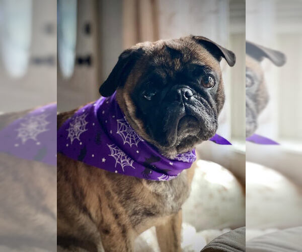 Medium Photo #2 Pug Puppy For Sale in Indianapolis, IN, USA