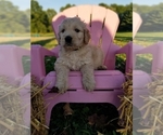 Small Photo #1 Goldendoodle Puppy For Sale in PULASKI, PA, USA