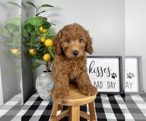 Goldendoodle (Miniature) Puppy for sale in FRANKLIN, IN, USA