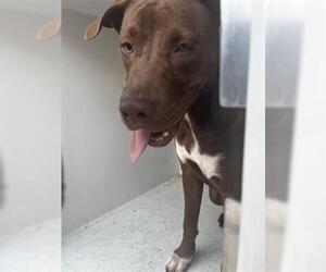 American Pit Bull Terrier Dogs for adoption in Houston, TX, USA