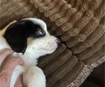 Small Photo #2 Miniature American Shepherd Puppy For Sale in PLACERVILLE, CA, USA