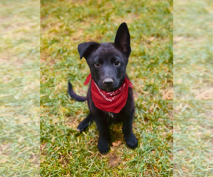 Mutt Dogs for adoption in Sandy, UT, USA