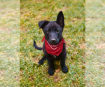 Small Mutt