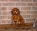 Small #2 Cavapoo