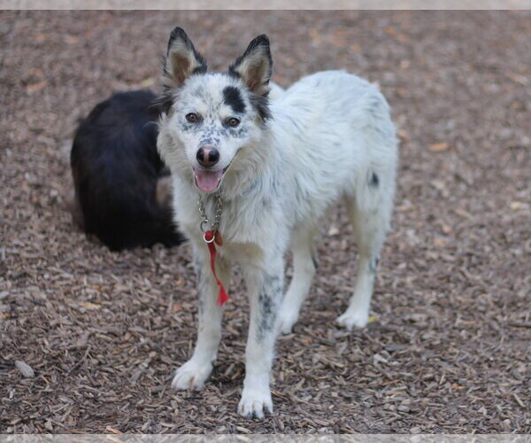 Medium Photo #2 Mutt Puppy For Sale in Paso Robles, CA, USA