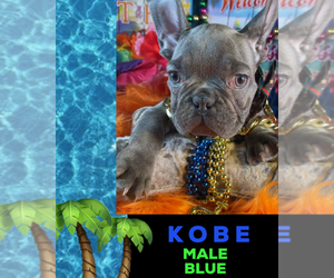 French Bulldog Puppy for sale in HEATHROW, FL, USA