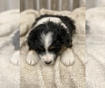 Small Photo #4 Border Collie-Mini Australian Shepterrier Mix Puppy For Sale in CRESTON, IA, USA