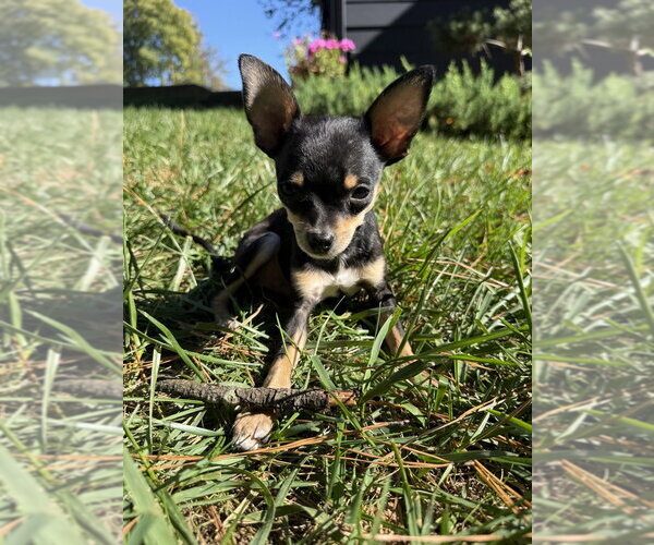 Medium Photo #4 Chihuahua Puppy For Sale in Raleigh, NC, USA