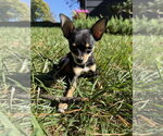 Small Photo #4 Chihuahua Puppy For Sale in Raleigh, NC, USA