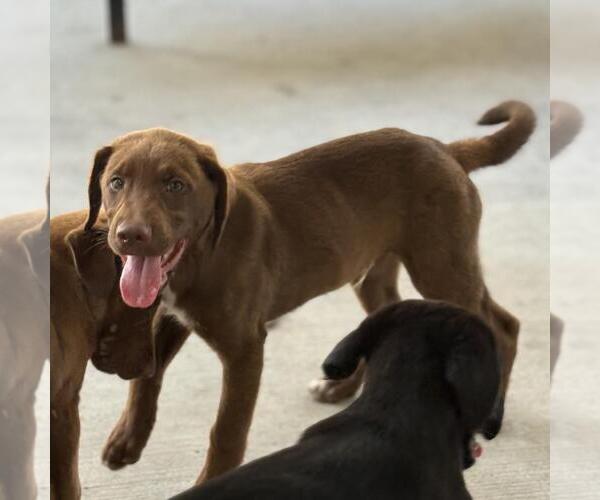 Medium Photo #3 Labrador Retriever-Unknown Mix Puppy For Sale in Yardley, PA, USA