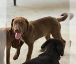 Small #2 Labrador Retriever Mix