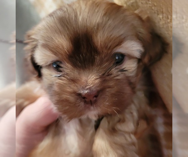 Medium Photo #2 Shih Tzu Puppy For Sale in STAR, NC, USA
