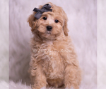 Small Photo #72 Maltipoo (Miniature) Puppy For Sale in WARSAW, IN, USA