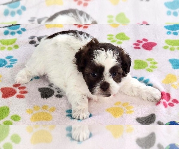 Medium Photo #12 ShihPoo Puppy For Sale in ORO VALLEY, AZ, USA