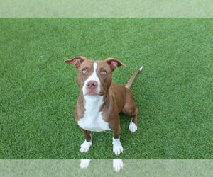 American Pit Bull Terrier Dogs for adoption in Chestertown, MD, USA
