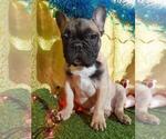 Small Photo #11 French Bulldog Puppy For Sale in AUSTIN, TX, USA