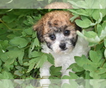 Small #1 Bichpoo