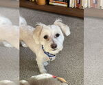 Small #7 Maltese Mix