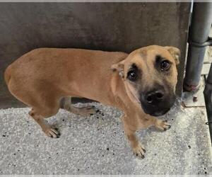Black and Tan Coonhound-Unknown Mix Dogs for adoption in Lodi, CA, USA