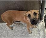 Small Black and Tan Coonhound Mix