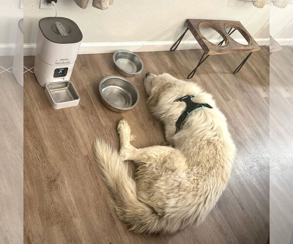 Medium Photo #8 Great Pyrenees Puppy For Sale in Spring, TX, USA