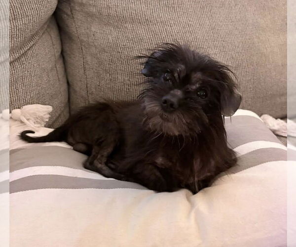 Medium Photo #3 Mutt Puppy For Sale in Germantown, OH, USA