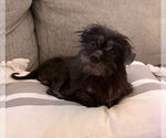Small #2 Mutt