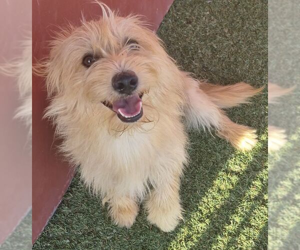 Medium Photo #1 Cairn Terrier-Unknown Mix Puppy For Sale in Carrollton, TX, USA