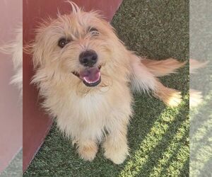 Cairn Terrier-Unknown Mix Dogs for adoption in Carrollton, TX, USA