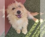 Small Cairn Terrier Mix
