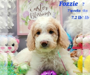 Labradoodle-Poodle (Standard) Mix Puppy for sale in MILLVILLE, MN, USA